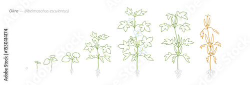 Okra Growth Stages from Seed to Mature Plant Vector Illustration for Agribusiness and Crop Planning