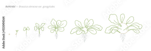 Kohlrabi Growth Stages from Seed to Mature Plant Vector Illustration for Agribusiness and Crop Planning