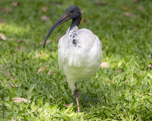 An Australian White Ibis in green grass photo