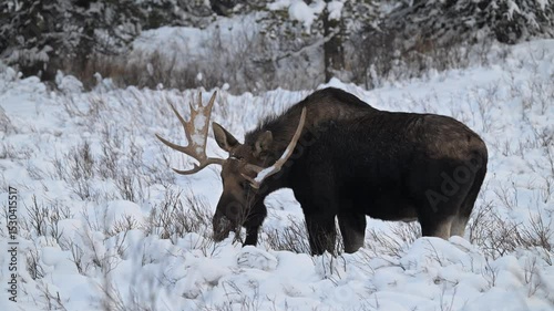 Bull moose in the Canadian Rockies in the winter