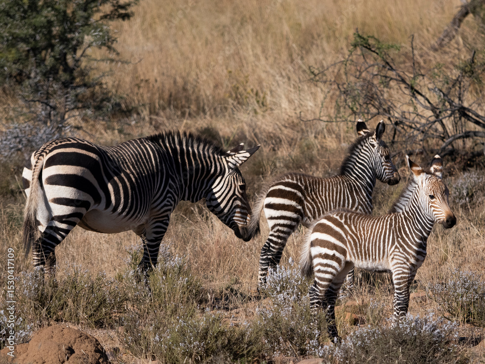 Obraz premium Zebra Herde