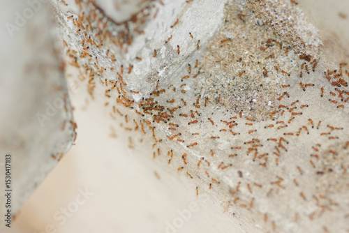 Small red ants in human resident, A swarm of red ants crawling on a rough concrete surface. The insects form scattered lines and clusters, highlighting natural insect behavior and infestation patterns