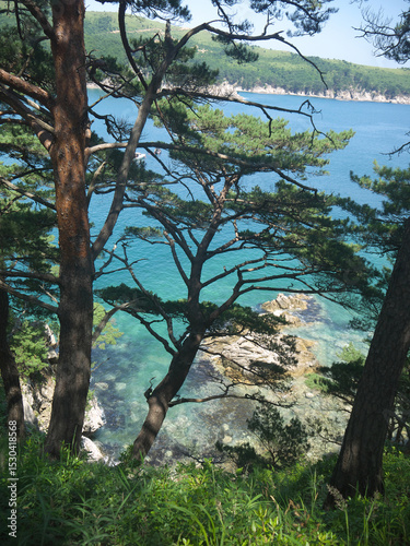 Looking at turquoise sea from the steep cliff edge with old Japanese red pines 
