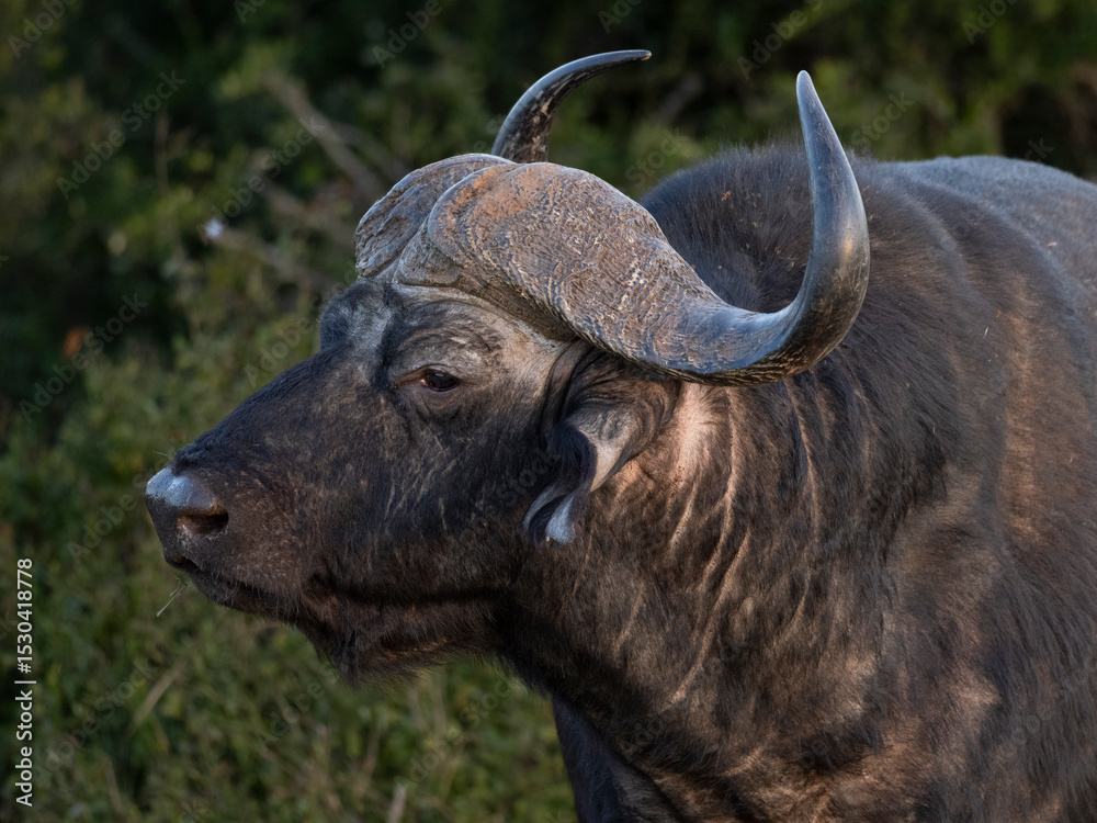 Fototapeta premium Büffel gesicht