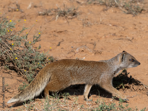 yellow mongoose