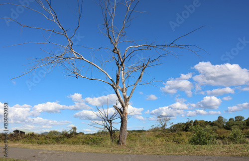 Dead leafless tree next to a concrete path with blue sky with clouds in the background