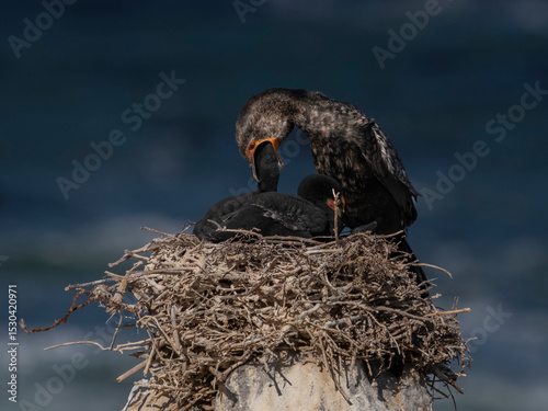 Kormorane im Nest