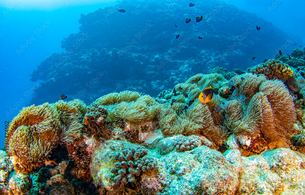Fototapeta premium Underwater coral reef in the red sea