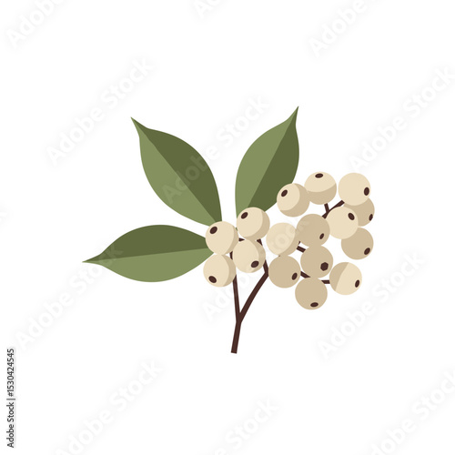 Graphic illustration of a plant branch with white berries and three olive green leaves
