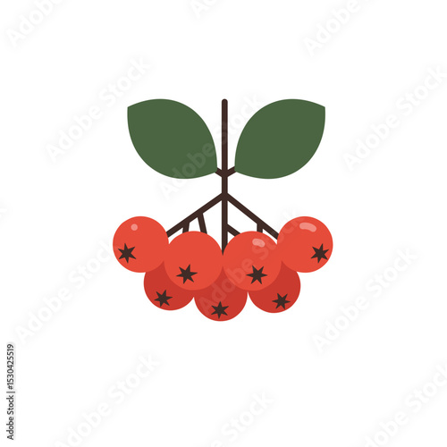 Simplified illustration of rowan berries with green leaves on a white background