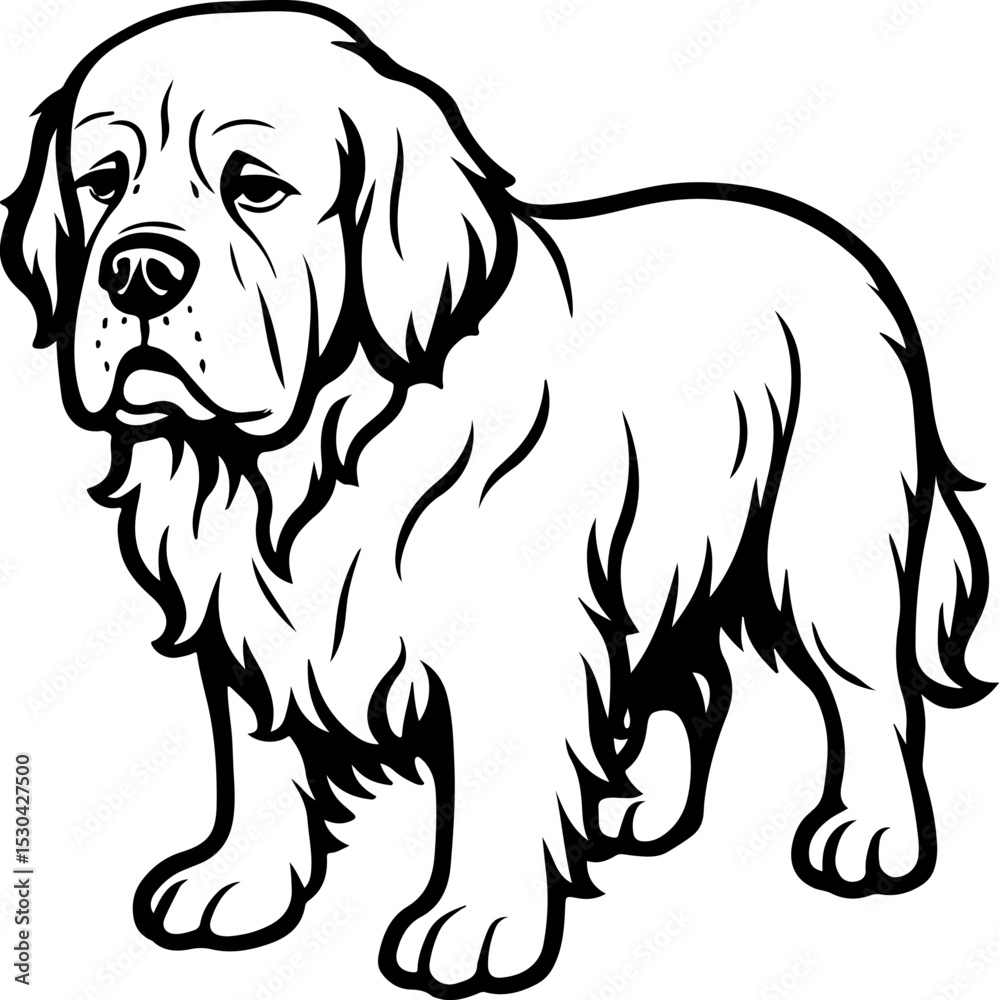 Fototapeta premium Clumber Spaniel.eps