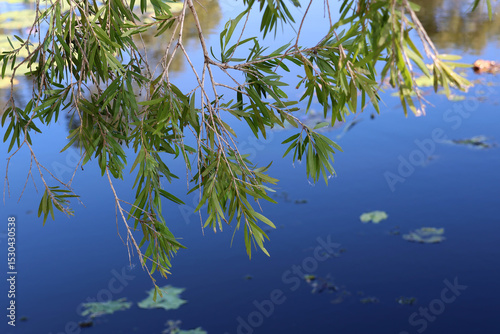 Leaves on a Bottlebrush Callistemon tree hanging over a lake of water