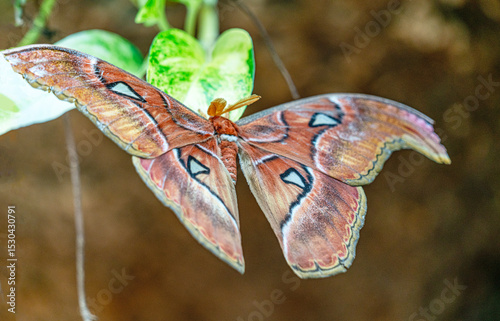 The beautiful views of the butterfly