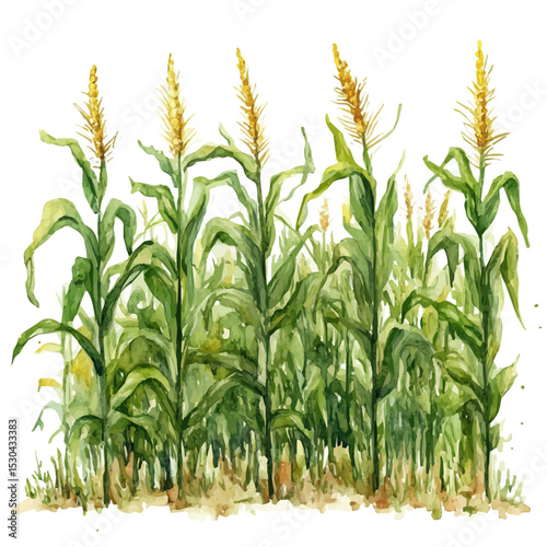 Corn Stalks Bending Breeze, watercolor drawing vector, isolated on a white background.