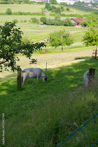 Wallpaper Mural Idyllic scenery with rural landscape and cow herd of breed Rätisches Grauvieh on meadow at Swiss city of Zürich on a sunny spring day Photo taken June 11th, 2025, Zurich Schwamendingen, Switzerland. Torontodigital.ca