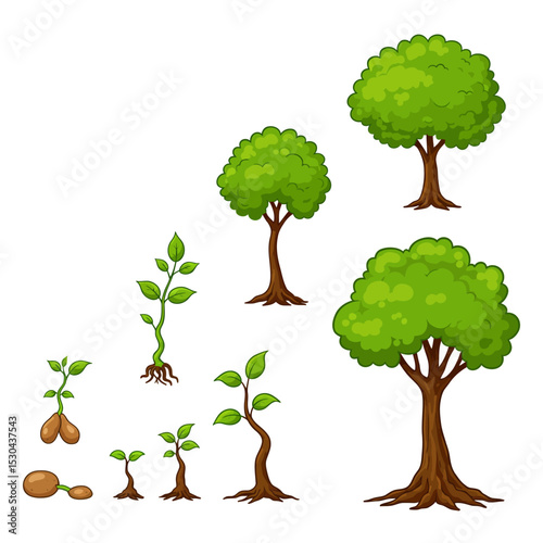 Vector watercolor of tree side view isolated on white background for landscape and architecture drawing, elements for environment and garden, painting botanical for section and elevation