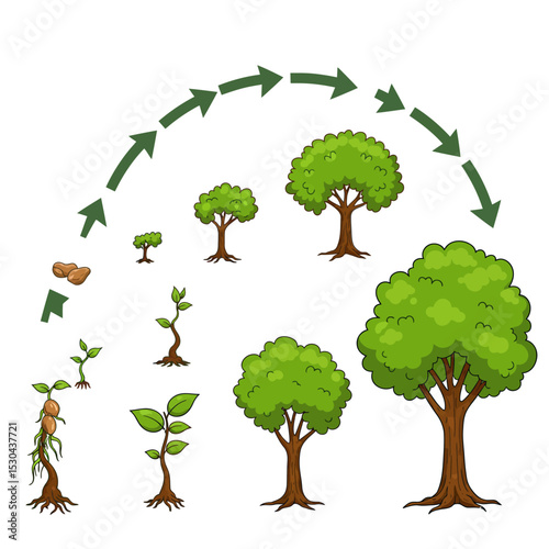 Vector watercolor of tree side view isolated on white background for landscape and architecture drawing, elements for environment and garden, painting botanical for section and elevation