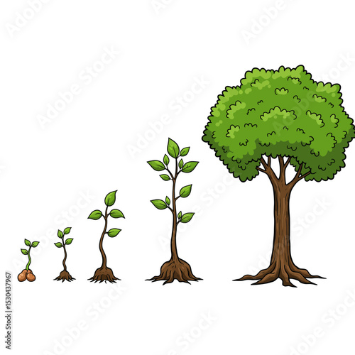Vector watercolor of tree side view isolated on white background for landscape and architecture drawing, elements for environment and garden, painting botanical for section and elevation