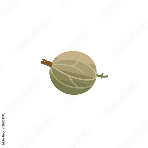 Illustration of a melon resting on a white background, showcasing its natural colors and textures