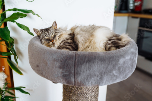 domestic cat sleeping on cat tree scratching post