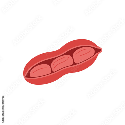 Illustration of a red kidney bean with three seeds, isolated on a white background