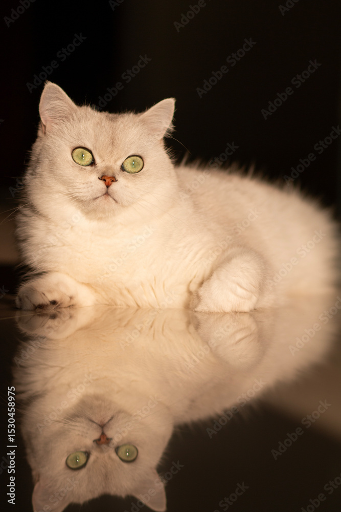 Obraz premium cat on a black background
