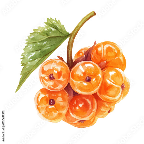 watercolor of Cloudberry Slice, vector, isolated on a white background.