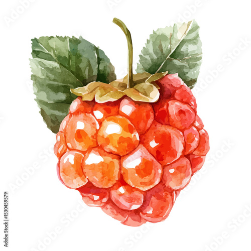 Cloudberry Slice, watercolor vector, isolated on a white background.