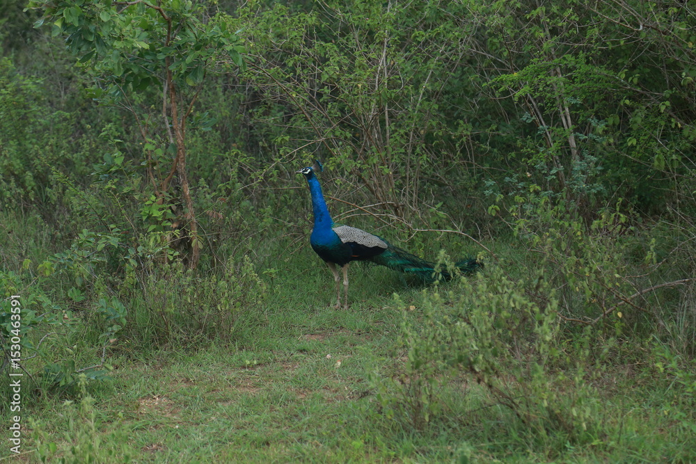Obraz premium peacock in the park