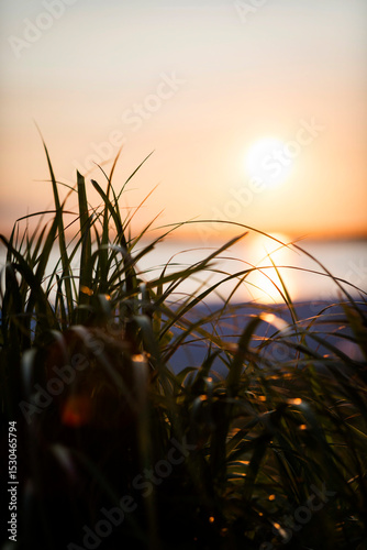 Beach Grass Silhouetted Against Sunset Over Water