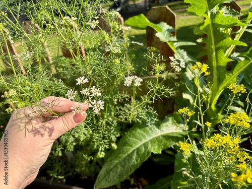 Hand holding lacy foliage with small white flowers on cilantro plant photo