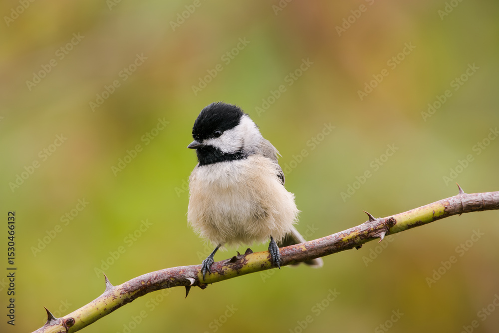 A small chickadee perched on a thorn branch A small chickadee perched on a thorn branch