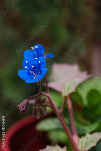 Tiny Blue Blossoms Emerging from Greenery photo