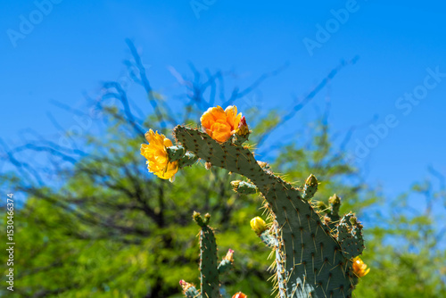 A flowering cactus in Tucson, Arizona