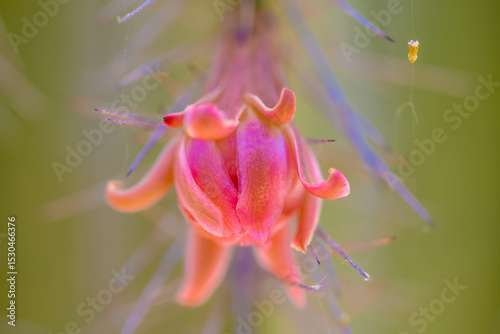 A flowering cactus in Tucson, Arizona