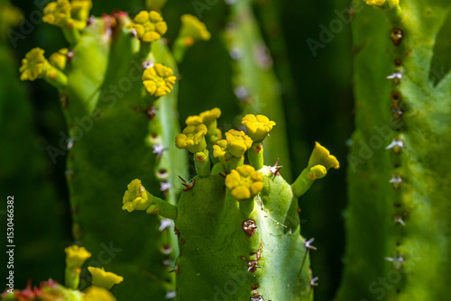 A flowering cactus in Tucson, Arizona