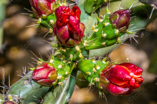 A flowering cactus in Tucson, Arizona
