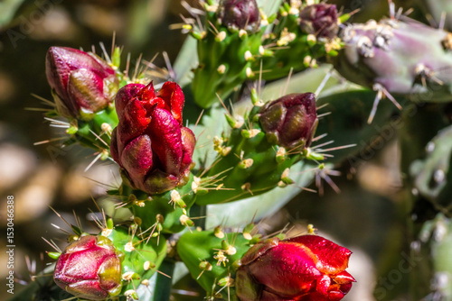 A flowering cactus in Tucson, Arizona