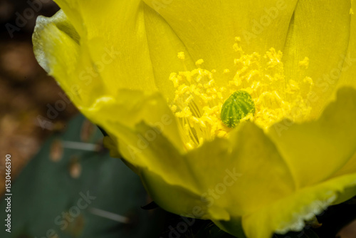 A flowering cactus in Tucson, Arizona