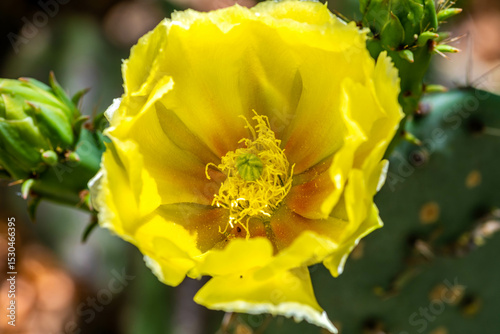 A flowering cactus in Tucson, Arizona