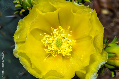 A flowering cactus in Tucson, Arizona