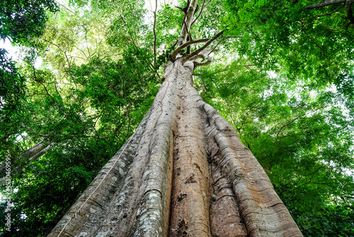 Looking up to the big and tall tropical tree trunk with green leaves of rainforest trees. From down to the treetop.Look at the tree from below for environment protection, environment friendly concept.
