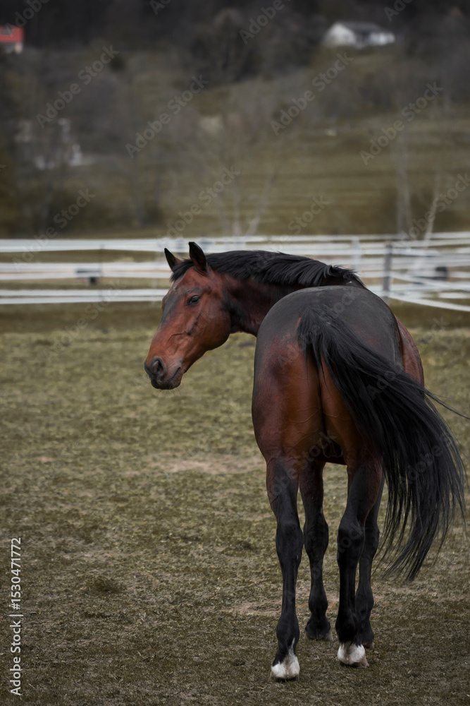 Obraz premium horse in the field