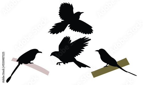 Amazonian motmot bird Silhouette Design  And Vector Illustration. 