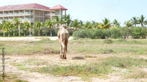 A domesticated camel walking in a dry field in Varadero, Cuba.