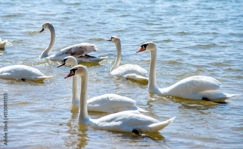 Fototapeta Naklejka Na Ścianę i Meble -  Swans swim in the lake