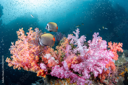 Fototapeta Naklejka Na Ścianę i Meble -  Couple of redtail butterfly fish swimming over a colorful soft coral reef at Hin Daeng, one of the popular dive sites in South Andaman route in Thailand. Sea life conservation. World ocean day concept