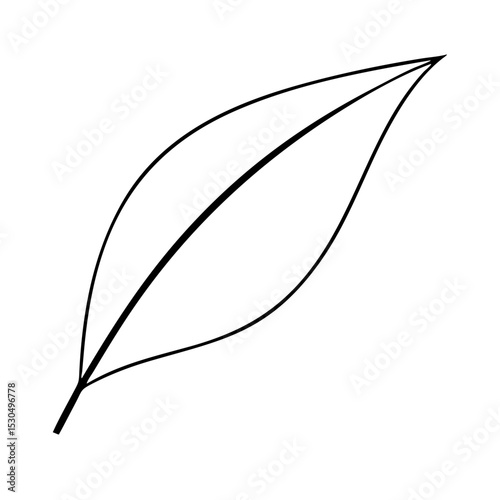 Single leaf with a smooth curved shape 