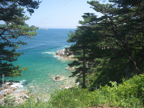 Looking at turquoise sea from the steep cliff edge with old Japanese red pines 