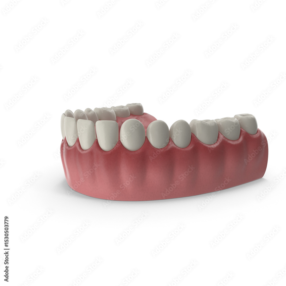 Fototapeta premium Human lower jaw with teeth anatomical model isolated on transparent background